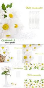 Chamomile