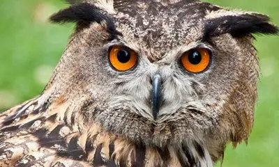 BBC - Natural World: Return of the Eagle Owl (2007)