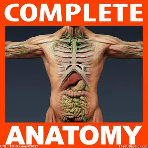 Anatomy 3D Models Collection (+Bonus Tutorials)