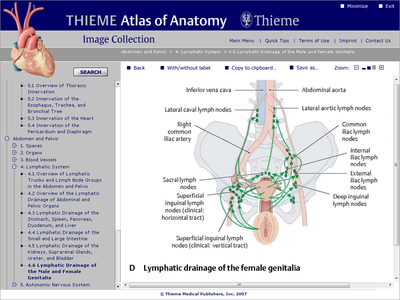 THIEME Atlas of Anatomy Image Collection - Neck and Internal Organs