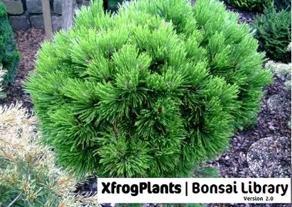 XfrogPlants Version 2.0 Bonsai Library