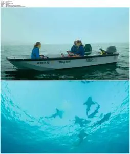 Shark Gangs (2021)