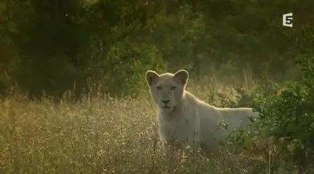 (Fr5) Les lionnes blanches de Timbavati (2012)