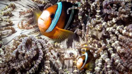 Learning Underwater Photography