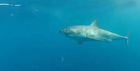 BBC Our World - Australia's Shark Menace (2016)
