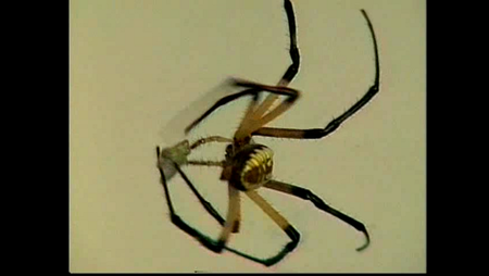 Incredible Creatures That Defy Evolution (2004)