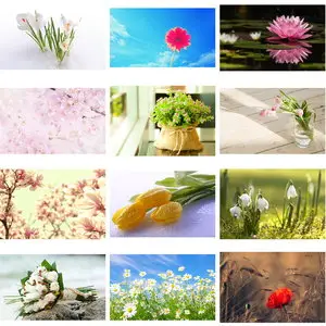 Wallpapers Flowers. Set 17