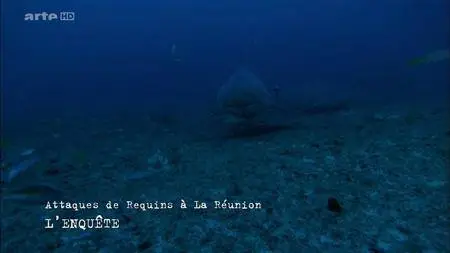 (Arte) Attaques de requins à La Réunion - L'enquête (2016)