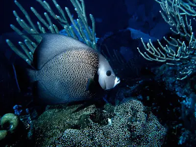 The magic underwater world