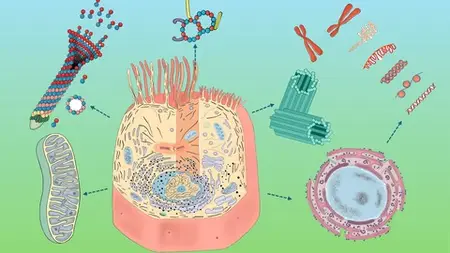 Anatomy Of A Cell