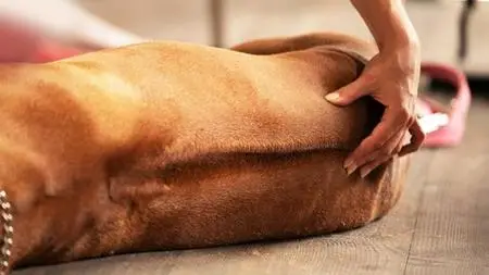 Dog Massage Training Course
