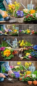Stock Photo - Gardening 3