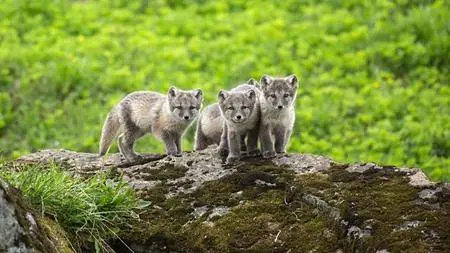 BBC Natural World - Iceland: Land of Ice and Fire (2015)