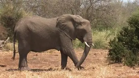 Discovery Channel - African Wild (2011)