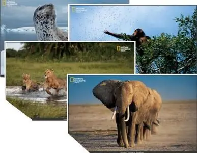 National Geograpgic Wallpaper-2