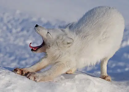 Arctic Fox