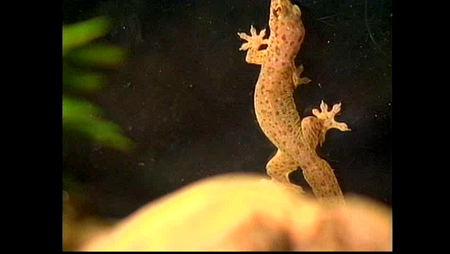 Incredible Creatures That Defy Evolution (2004)