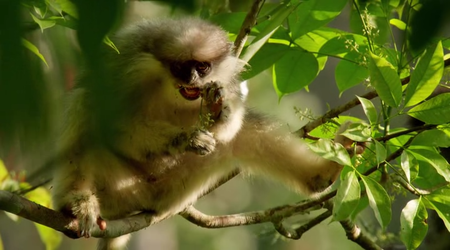 Wild Sri Lanka The Undiscovered Paradise (2015)