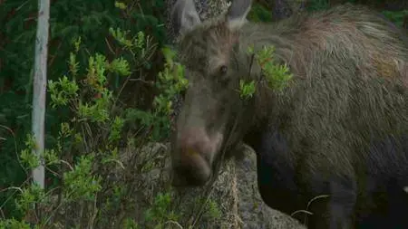 BBC - Natural World: Meet the Moose Family (2016)