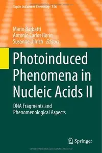 Photoinduced Phenomena in Nucleic Acids II: DNA Fragments and Phenomenological Aspects