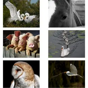 Wallpapers Collection (Animals). Set 10