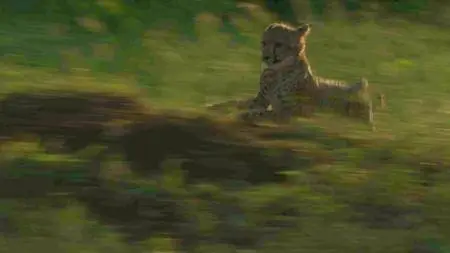 BBC Natural World - Cheetahs: Growing Up Fast (2017)