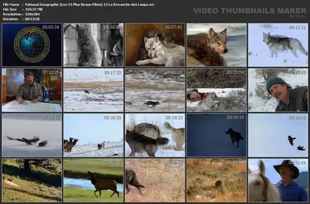 National Geographic : La Revanche des Loups
