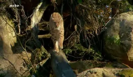 (Arte) L'Est sauvage : Le parc national de Sumava en Tchéquie (2011)