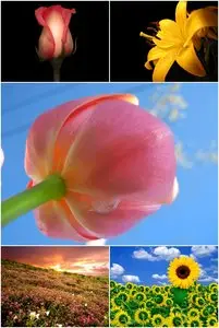 Wallpapers - Flowers Pack#4