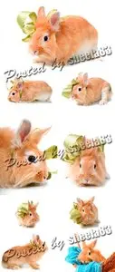 Stock Photo - Funny Rabbit