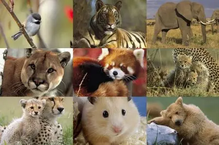 Animals of the whole world