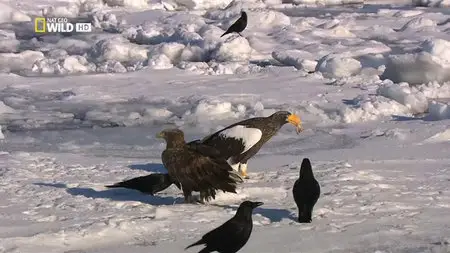 National Geographic - Destination Wild: The Eagles (2015)