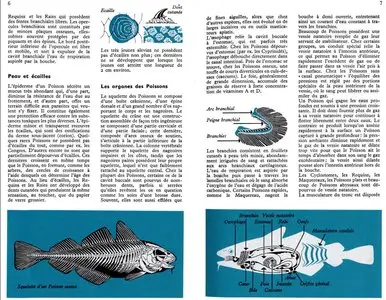 Guide des poissons de mer et pêche (Repost)