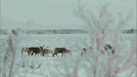CBC - The Nature of Things: Billion Dollar Caribou (2013)