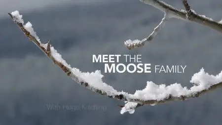 BBC - Natural World: Meet the Moose Family (2016)