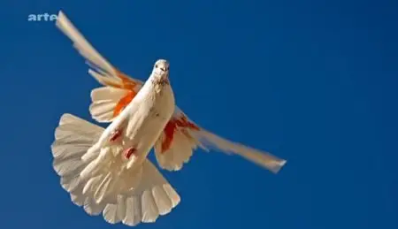 (Arte) L'Iran du sud au nord (2012)