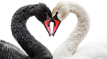 Adobe Stock - Valentine Animals