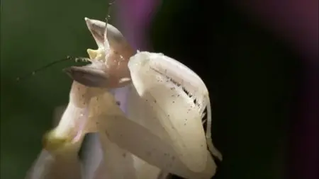 BBC - Wonders of the Monsoon (2014)