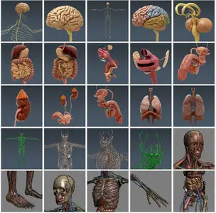 Anatomy 3D Models Collection (+Bonus Tutorials)