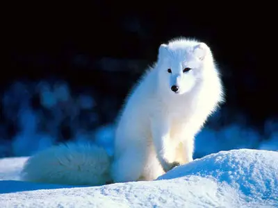 Arctic Fox