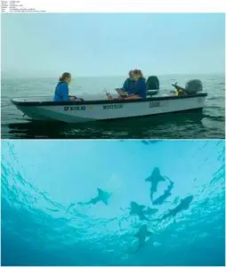 Shark Gangs (2021)