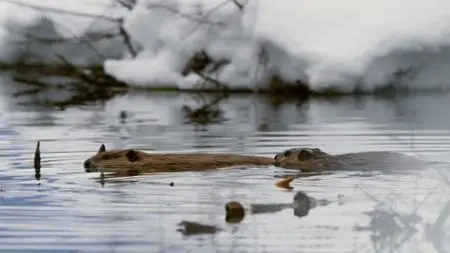 BBC Natural World - Beavers Behaving Badly (2014)