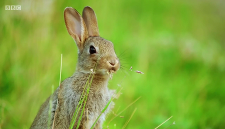 BBC - Countryfile Summer Diaries: 2017