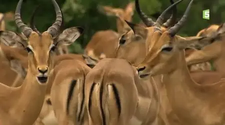 (Fr5) Les lionnes blanches de Timbavati (2012)