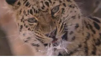BBC Planet Earth Epsoide 1 From Pole To Pole