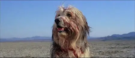 A Boy and His Dog (1975)