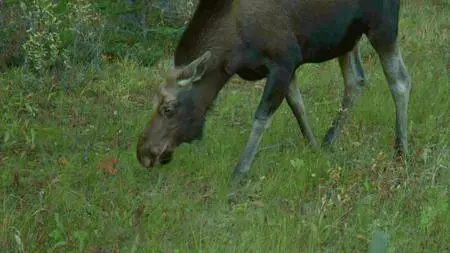 BBC - Natural World: Meet the Moose Family (2016)
