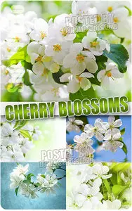 Cherry blossoms - UHQ Stock Photo