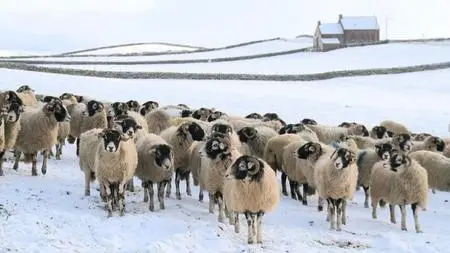 BBC - Addicted to Sheep (2016)