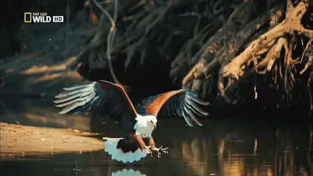 National Geographic - Destination Wild: The Eagles (2015)